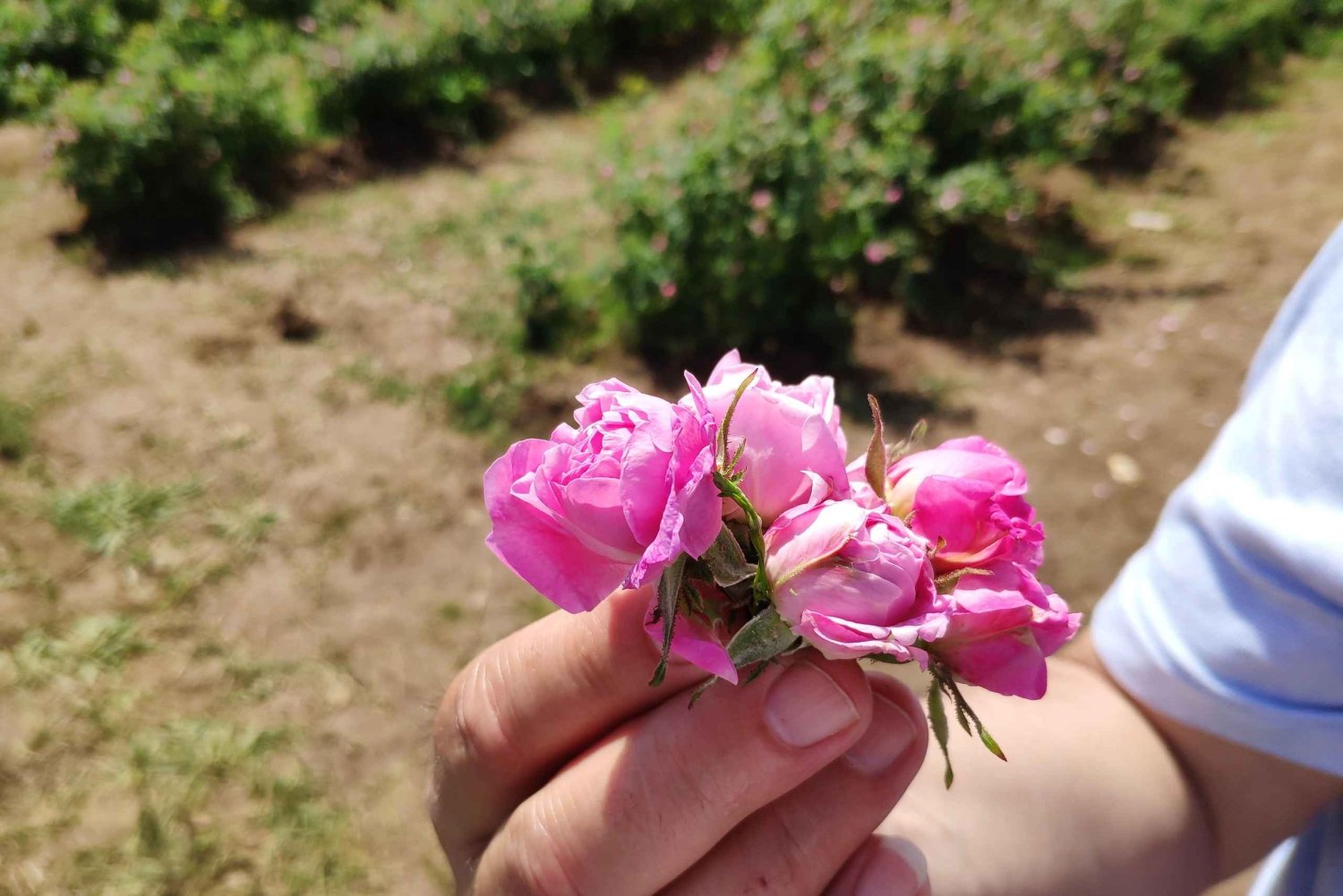 Kazanlak: Rose Festival 2025 VIP Access