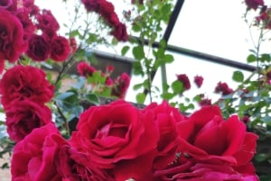 Kazanlak: Acesso VIP à Festa das Rosas 2025