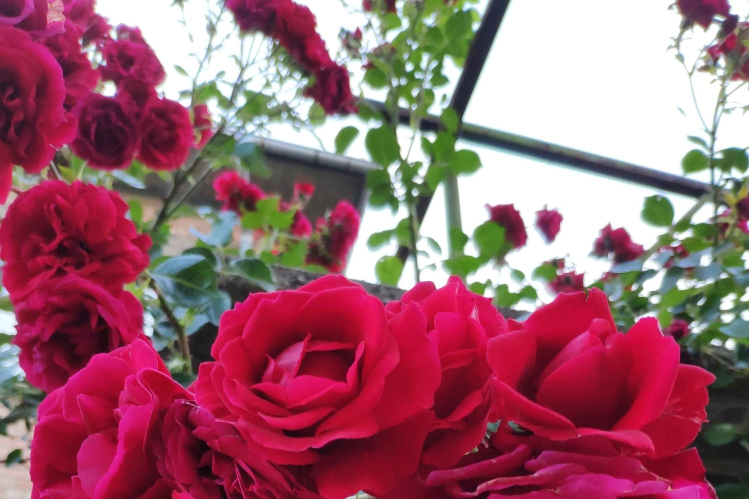 Kazanlak: Rosefestivalen 2026 VIP-tilgang