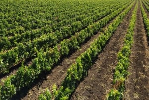 Nessebar : visite guidée en anglais avec dégustation de vin