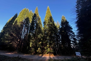 少人数グループ：ソフィアからキュステンディル要塞とセコイア公園へ