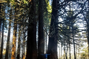 少人数グループ：ソフィアからキュステンディル要塞とセコイア公園へ