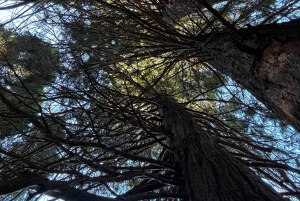 少人数グループ：ソフィアからキュステンディル要塞とセコイア公園へ