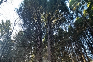 少人数グループ：ソフィアからキュステンディル要塞とセコイア公園へ