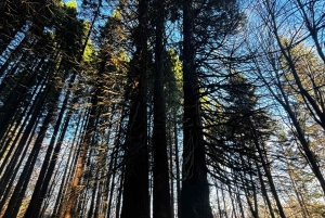 少人数グループ：ソフィアからキュステンディル要塞とセコイア公園へ