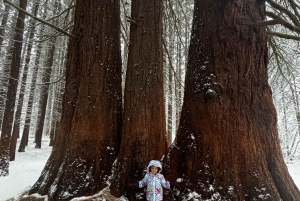 少人数グループ：ソフィアからキュステンディル要塞とセコイア公園へ