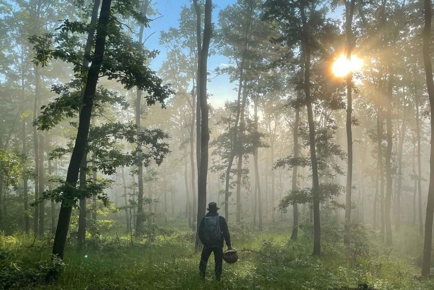 София: кулинарное приключение в царстве грибов и ботаники