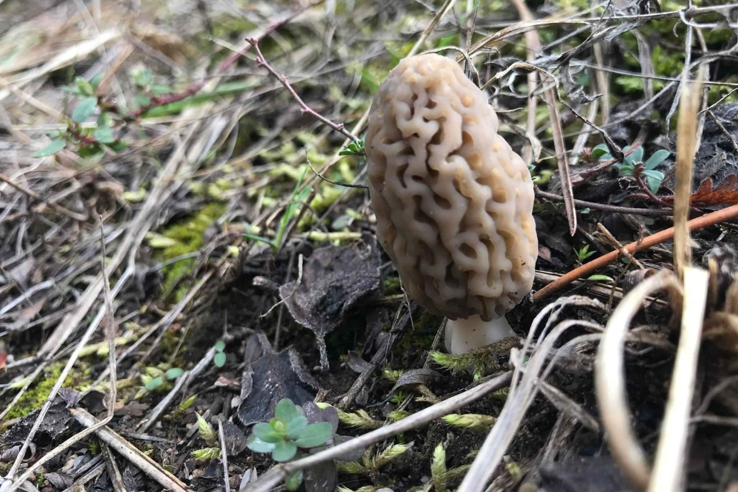 София: кулинарное приключение в царстве грибов и ботаники