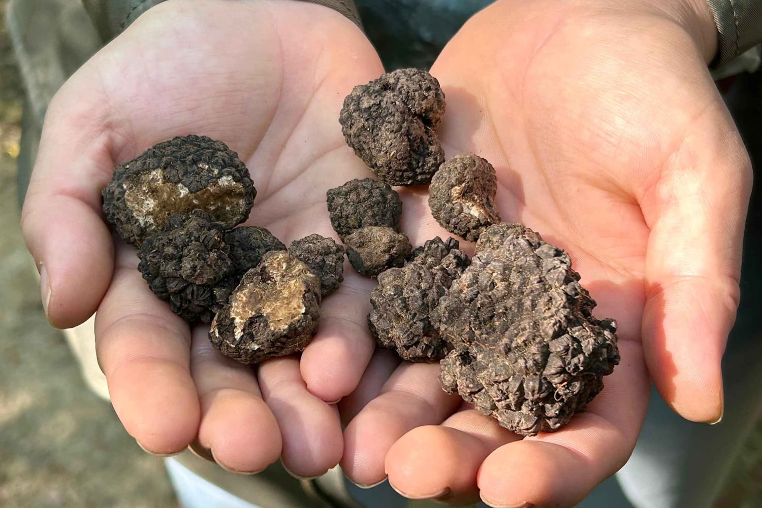 София: кулинарное приключение в царстве грибов и ботаники