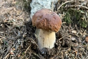 Sofia: Kulinaarinen seikkailu sieni- ja kasvitieteelliseen valtakuntaan