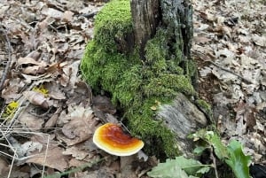 Sofia: Kulinaarinen seikkailu sieni- ja kasvitieteelliseen valtakuntaan