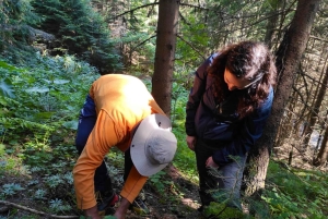 София: кулинарное приключение в царстве грибов и ботаники