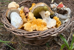 София: кулинарное приключение в царстве грибов и ботаники