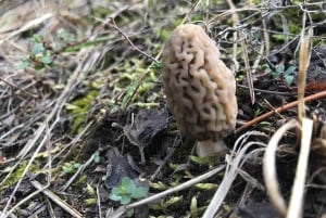 София: кулинарное приключение в царстве грибов и ботаники