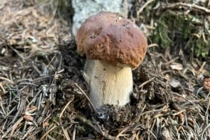 София: кулинарное приключение в царстве грибов и ботаники