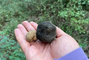 София: кулинарное приключение в царстве грибов и ботаники