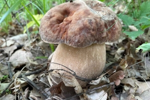 София: кулинарное приключение в царстве грибов и ботаники