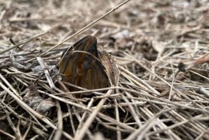 София: кулинарное приключение в царстве грибов и ботаники