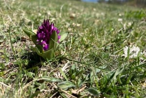 София: кулинарное приключение в царстве грибов и ботаники