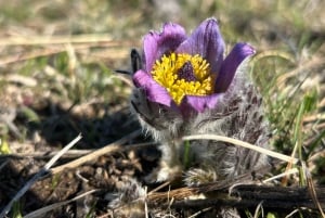 София: кулинарное приключение в царстве грибов и ботаники