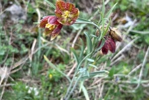 София: кулинарное приключение в царстве грибов и ботаники