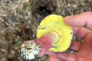 София: кулинарное приключение в царстве грибов и ботаники