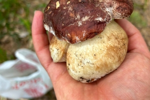 София: кулинарное приключение в царстве грибов и ботаники