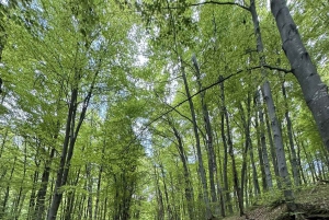 Trail Running Adventure