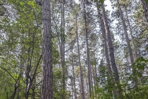 Trail Running Adventure