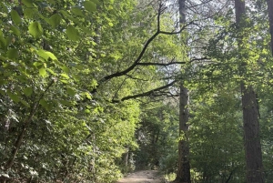 Trail Running Adventure