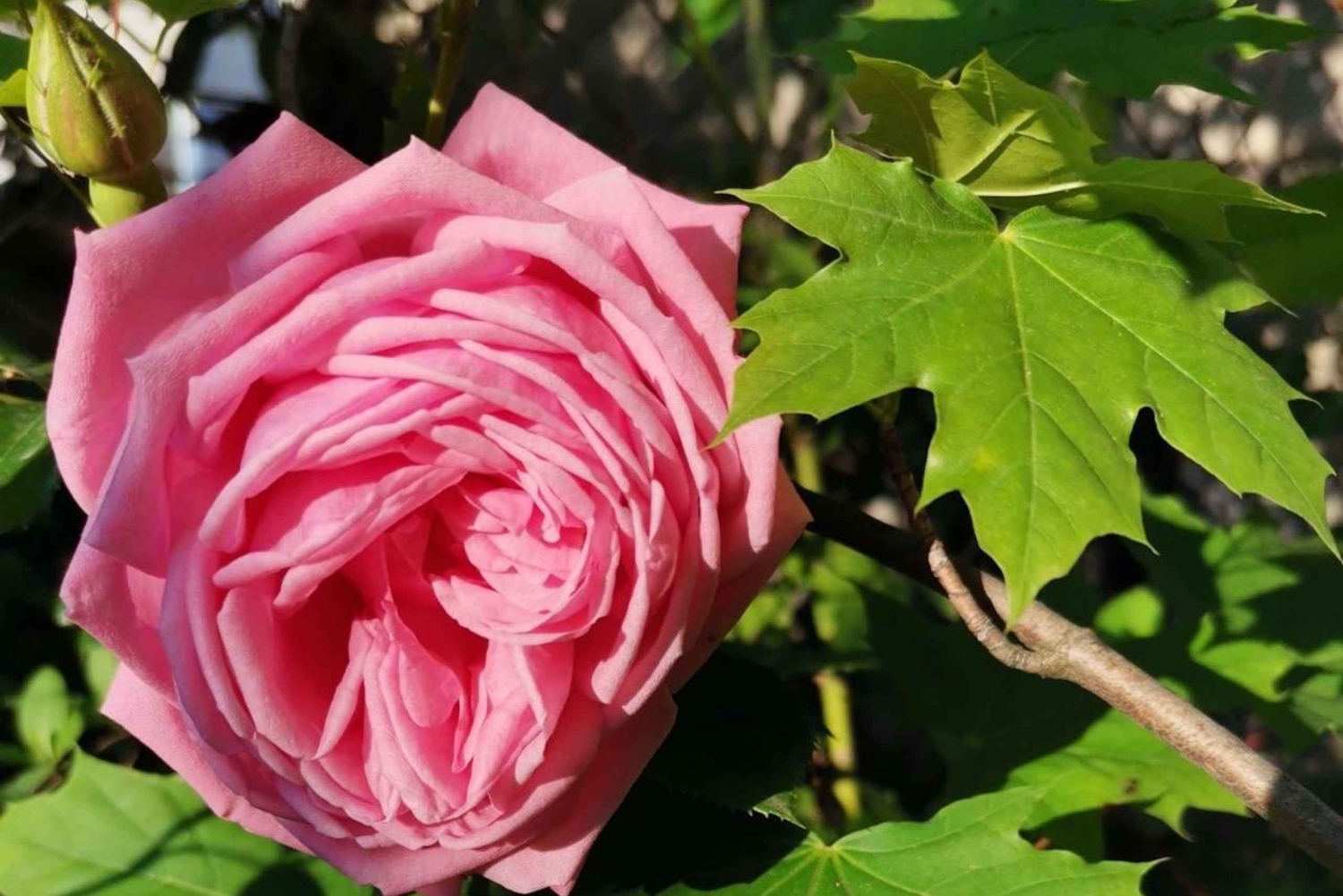 Sofia - Kazanluk Rozenvallei & Olie Distilleerderij Tour