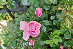 Sofia - Kazanluk Rozenvallei & Olie Distilleerderij Tour