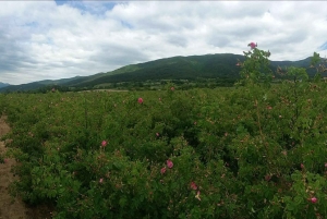 Sofia - Kazanluk Rozenvallei & Olie Distilleerderij Tour