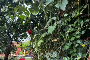 Sofia - Kazanluk Rozenvallei & Olie Distilleerderij Tour