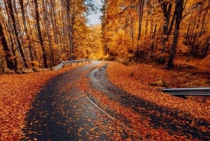 Sofia: Rilaklostret, Boyana-kirken og et munkrum