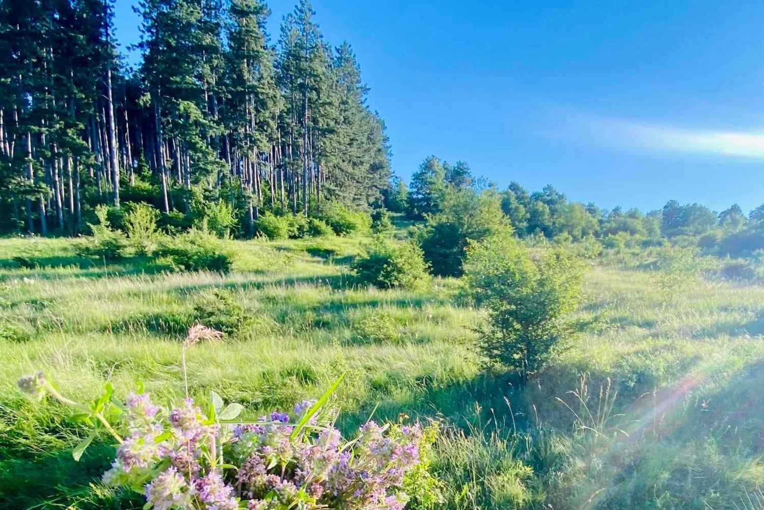 Sófia: a beleza do campo com um almoço caseiro