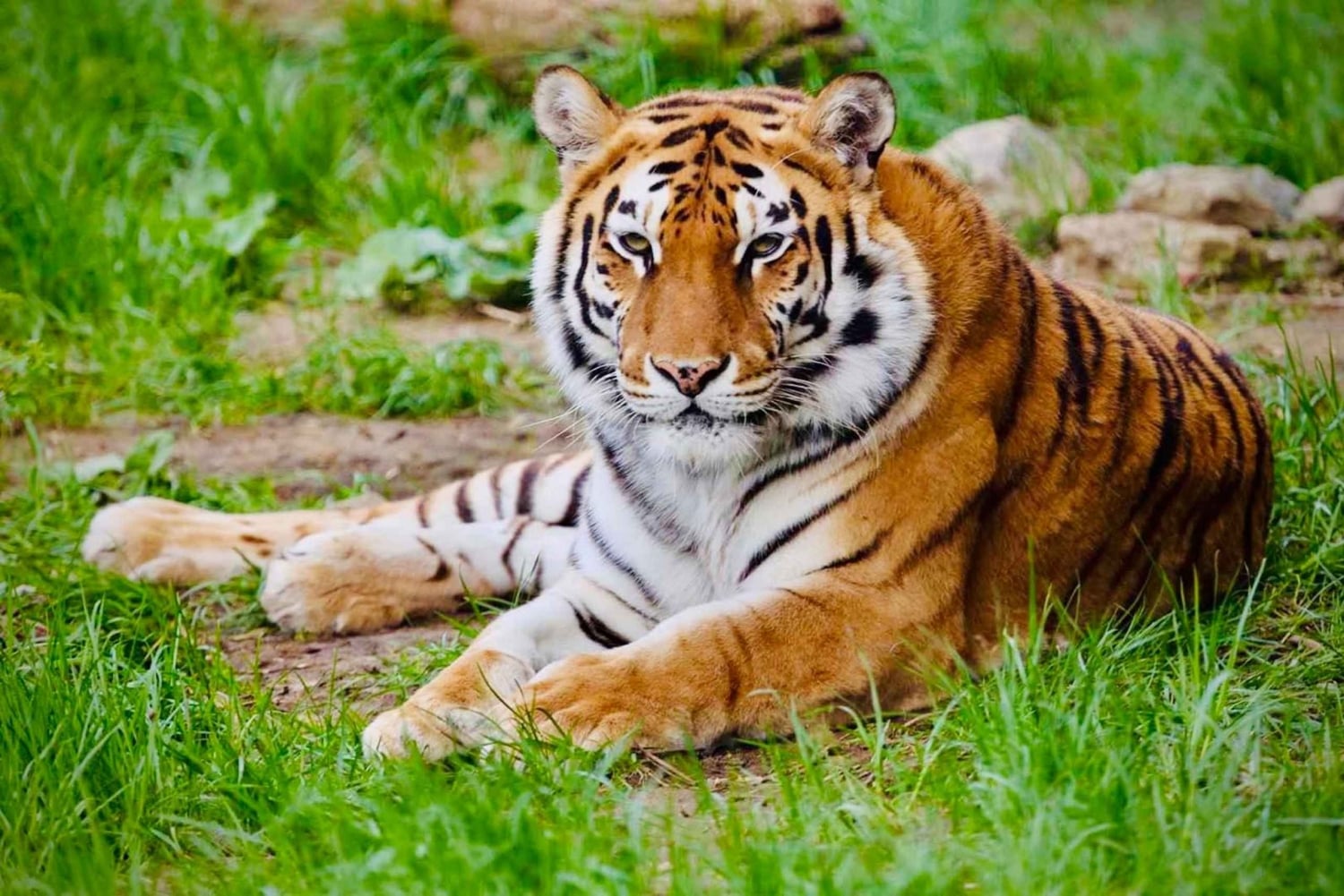 Sofia: Entrébillet til zoologisk have med afhentning på hotellet og frokost