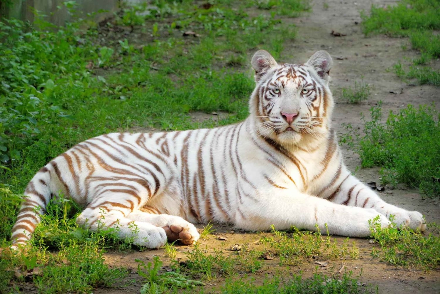 Sofia: Entrébillet til zoologisk have med afhentning på hotellet og frokost