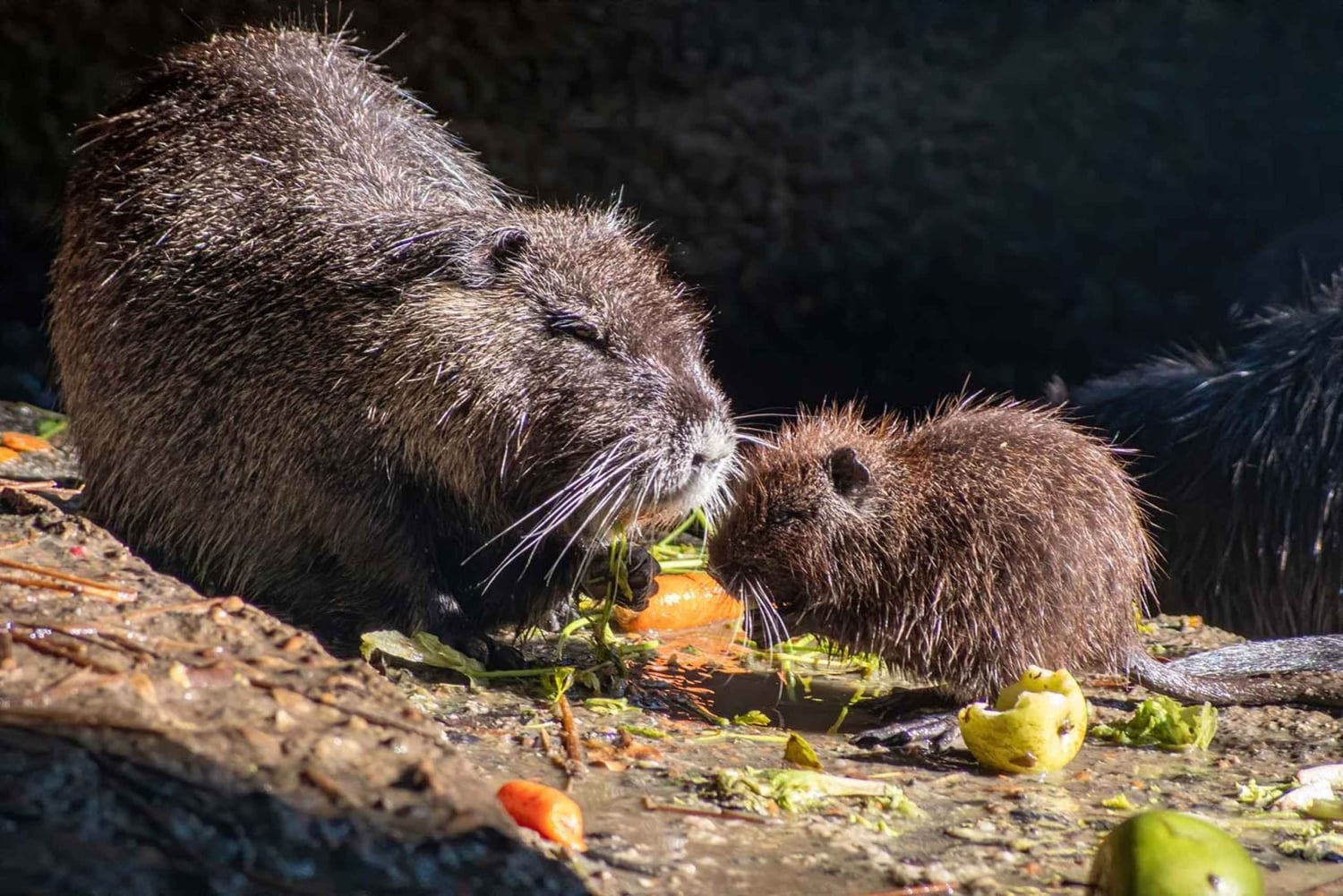 Sofia: Entrébillet til zoologisk have med afhentning på hotellet og frokost
