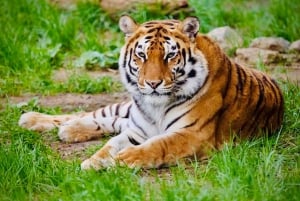 Sofia: Entrébillet til zoologisk have med afhentning på hotellet og frokost