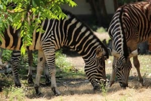 Sofia: Entrébillet til zoologisk have med afhentning på hotellet og frokost