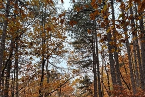 Trail Running Adventure