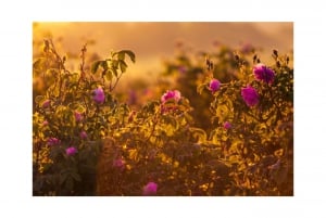 Valley of roses and Buzludzha monument Eco Private tour