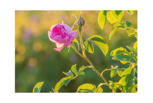 バラの谷とブズルジャ遺跡 エコ・プライベートツアー