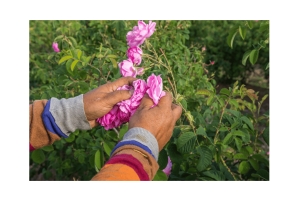 バラの谷とブズルジャ遺跡 エコ・プライベートツアー