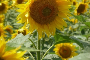 Варна: Экскурсия VIP с гидом