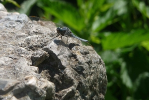 Варна: Экскурсия VIP с гидом