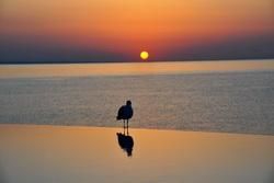 Black Sea Coast - the Entertainment Centres and the Luxury Resorts