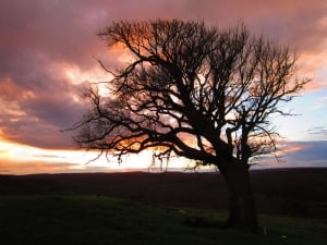 Our favourite tree in Sinemorec by G.Popstefanov