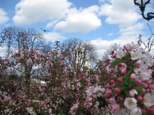 Spring colours in Sofia